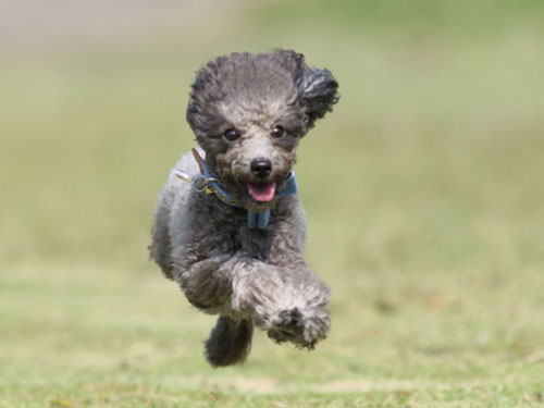 ディニーズガーデン 2014秋の飛行犬撮影会_e0196319_1817733.jpg