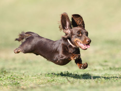 ディニーズガーデン 2014秋の飛行犬撮影会_e0196319_18184648.jpg