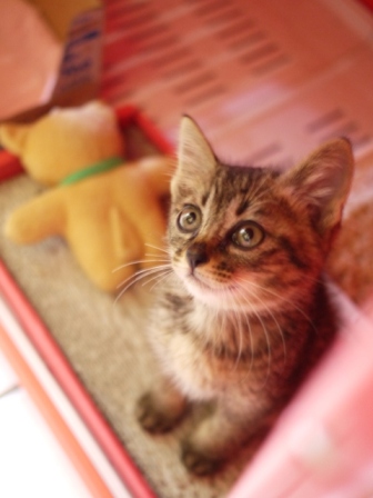 第15回ゆきねこ教室 ねこ茶たま茶じかん二煎目 熊本県上益城郡山都町。_a0143140_23531252.jpg