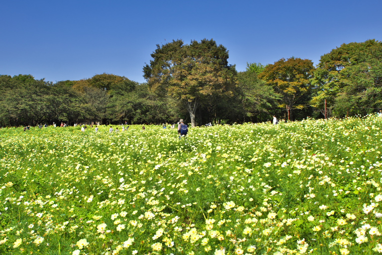 昭和記念公園コスモス_d0029744_1552843.jpg