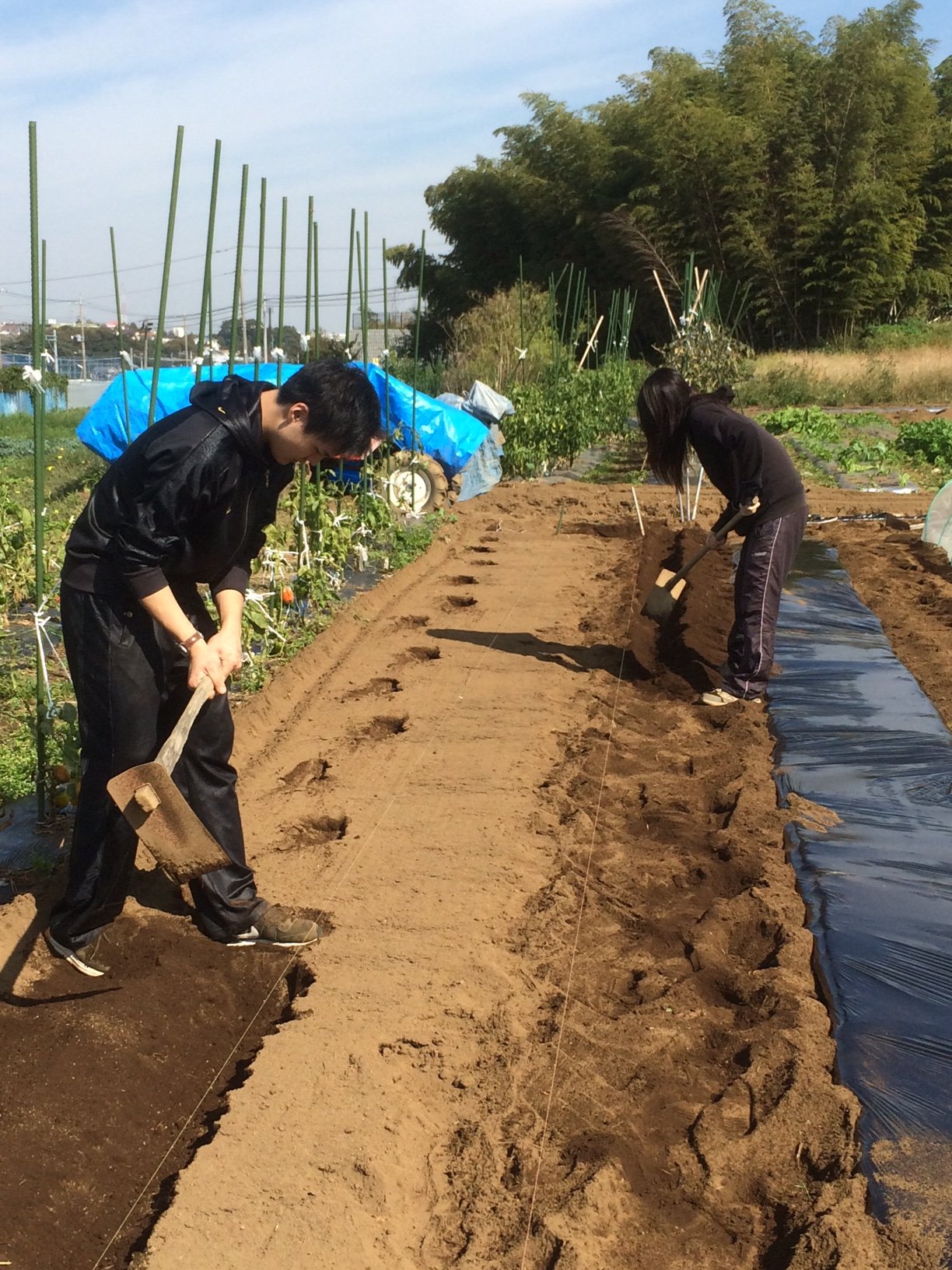 今朝は　ＫさんＳさん　飯田＆永藤の４名　　蚕豆畝を作ります_c0222448_22020835.jpg