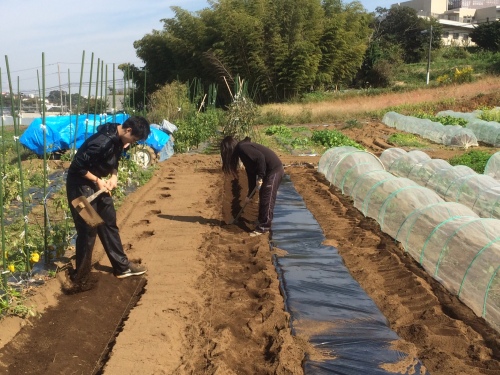 今朝は　ＫさんＳさん　飯田＆永藤の４名　　蚕豆畝を作ります_c0222448_22022427.jpg