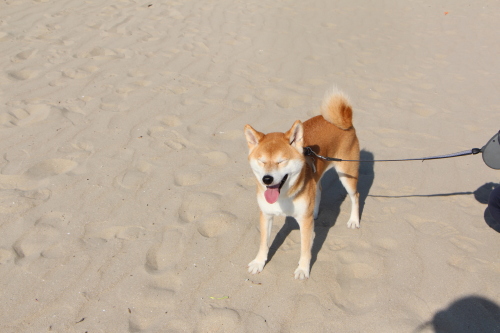 砂を食べる柴犬_f0245650_09071285.jpg