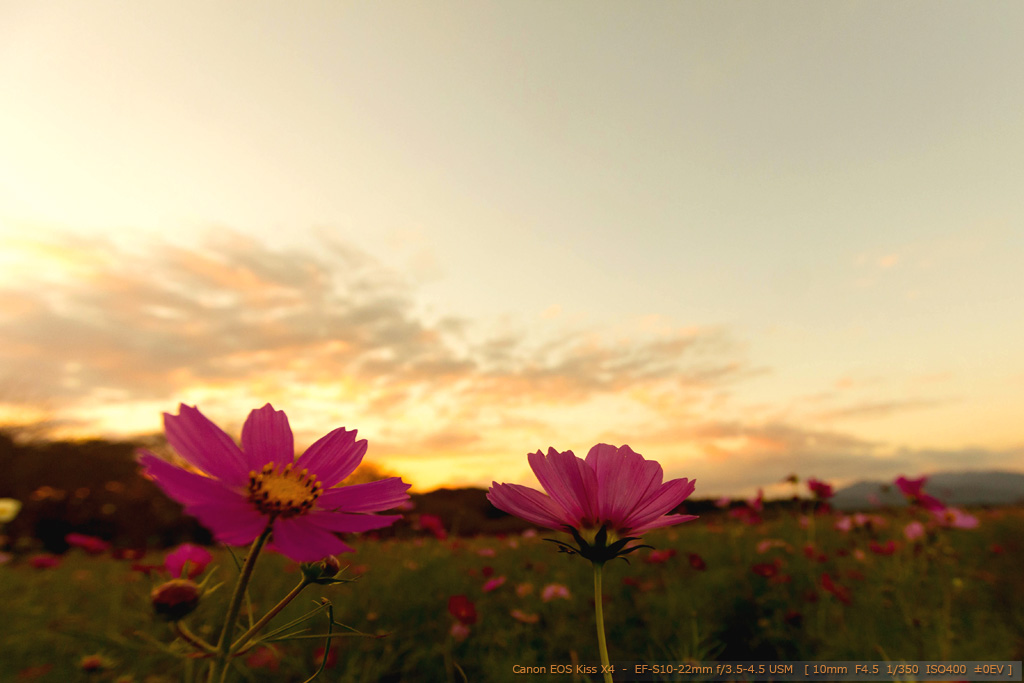 10-22mm　de 夕暮れコスモス_d0188155_201679.jpg