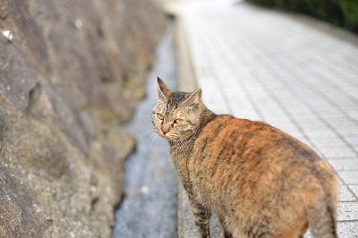 忘れかけてた、尾道_b0017559_21444069.jpg