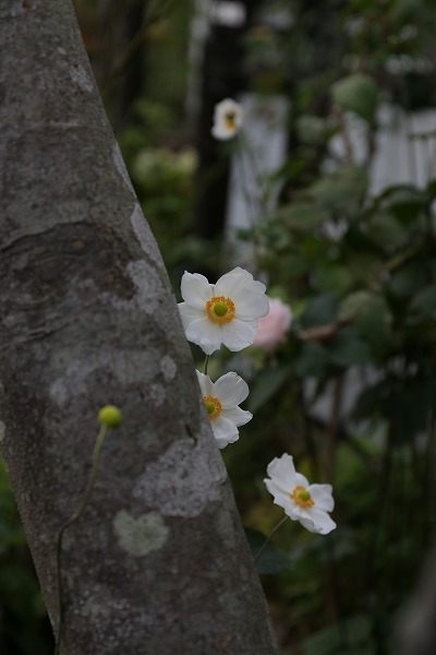 今日の庭は・・_a0135366_19465869.jpg