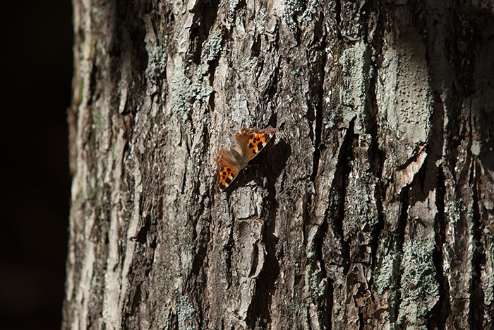 仁頃山　2014-25　紅葉散策_f0054366_11191612.jpg