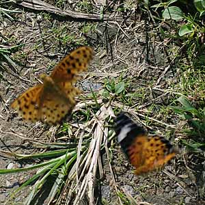 c0068168_1941756.jpg