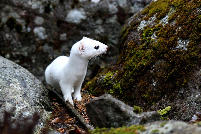 意地でも オコジョ アイヌモシリの野生たち 獣と野鳥の写真図鑑 意地でも オコジョ アイヌモシリの野生たち 獣と野鳥の写真図鑑