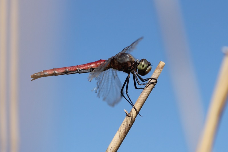 b0088772_2012886.jpg