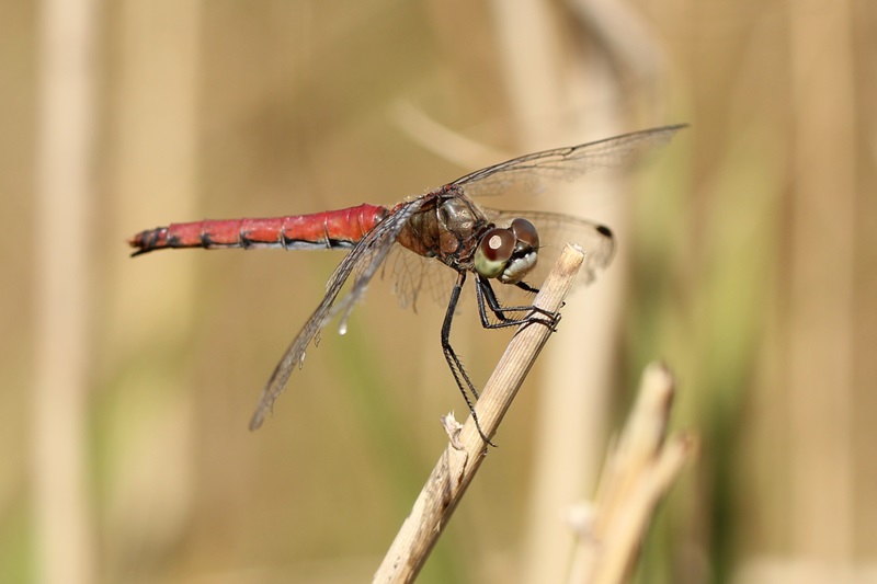 b0088772_2013780.jpg