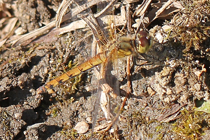 b0088772_2021690.jpg