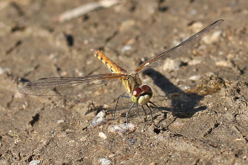b0088772_202931.jpg