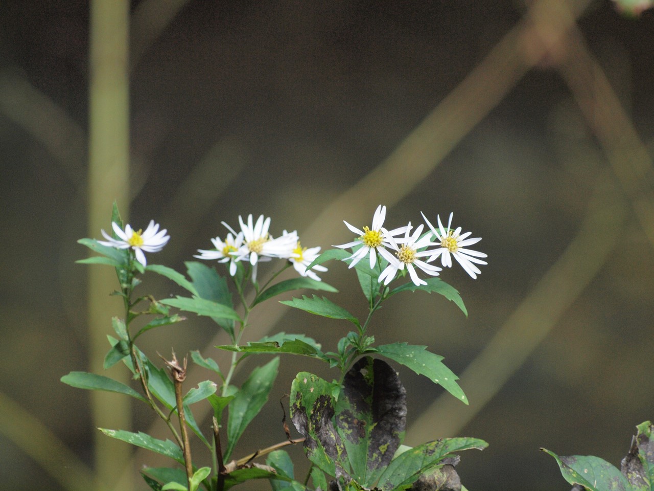 『飛騨川を見ながら・・・・・』_d0054276_20102095.jpg