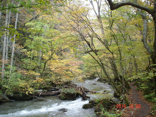 奥入瀬渓流の紅葉　今朝は特に色付きが良く見えました_d0165378_9292561.jpg
