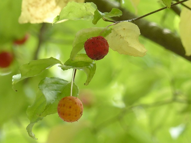 植栽の草木 ヤマボウシ 斑入りヤマボウシ 斑入りフジバカマ オミナエシ カメムシ幼虫 花と葉っぱ