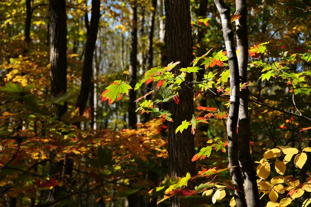 c0240388_15451753.jpg