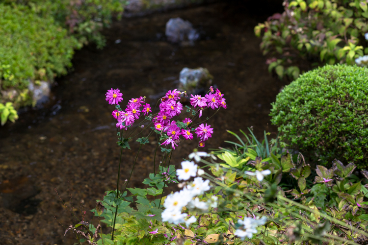 蓮華寺_e0051888_4104467.jpg
