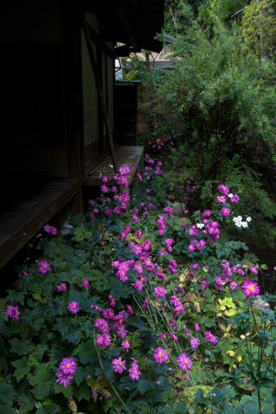 蓮華寺_e0051888_4114143.jpg
