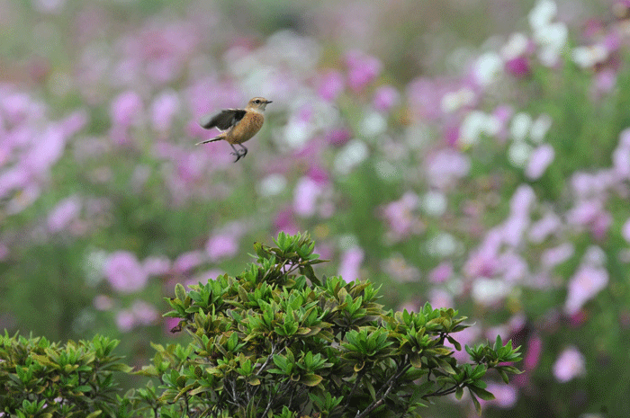 河原でお花見　＜野鶲＞_e0248688_1741135.gif