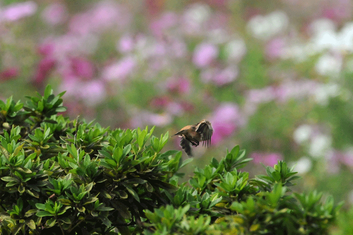 河原でお花見　＜野鶲＞_e0248688_17424546.gif