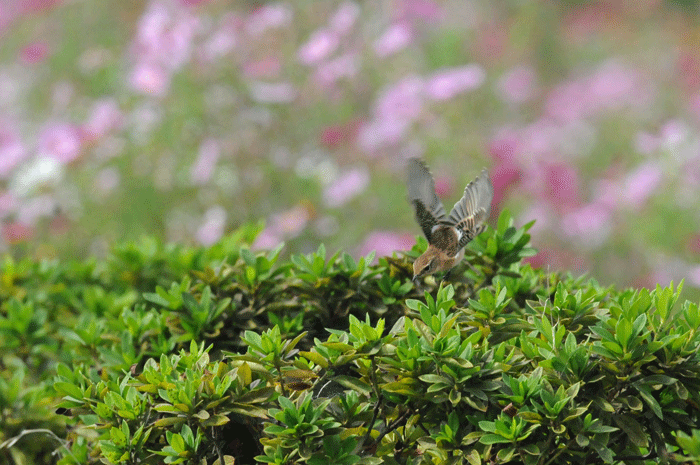 河原でお花見　＜野鶲＞_e0248688_1742469.gif