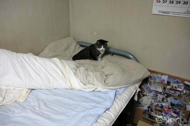 【猫】夜になると_f0141609_23201121.jpg