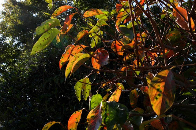 e0117318_12414053.jpg