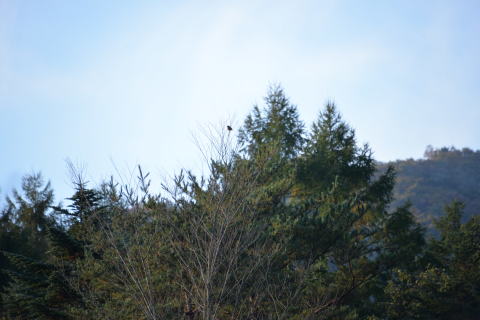 e0335926_21582349.jpg