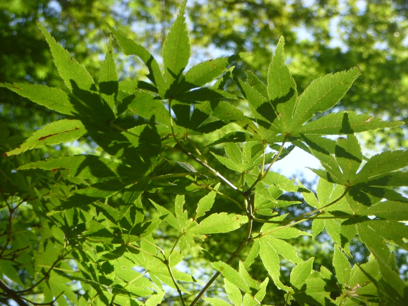 c0113733_23152447.jpg