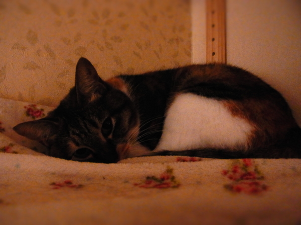 a0305046_10084896.jpg
