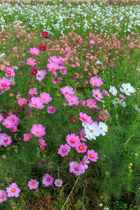 亀岡夢コスモス園（花畑編）_f0155048_0221432.jpg