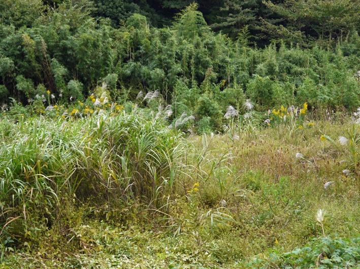 茅ヶ崎里山公園での交流会及び研修会に参加10・16_c0014967_12293352.jpg