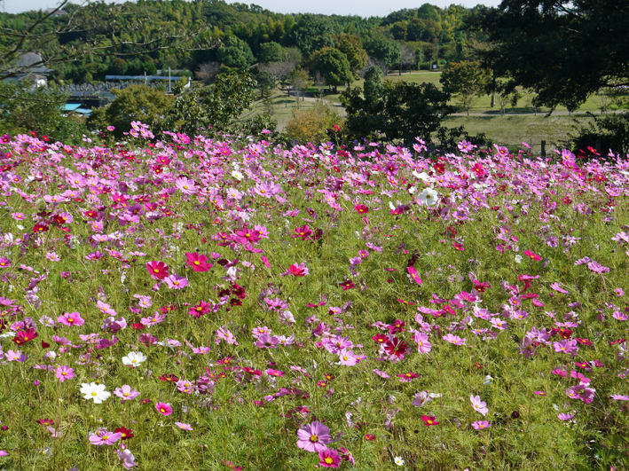 茅ヶ崎里山公園での交流会及び研修会に参加10・16_c0014967_12341084.jpg