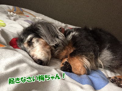 エビを拒否って鯛を狙う犬_d0020869_1326138.jpg