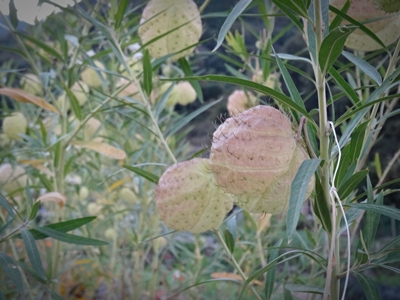 e0264374_12373924.jpg