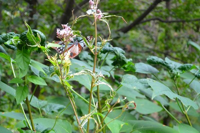 e0275976_1123086.jpg