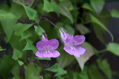 c0152779_18521787.jpg