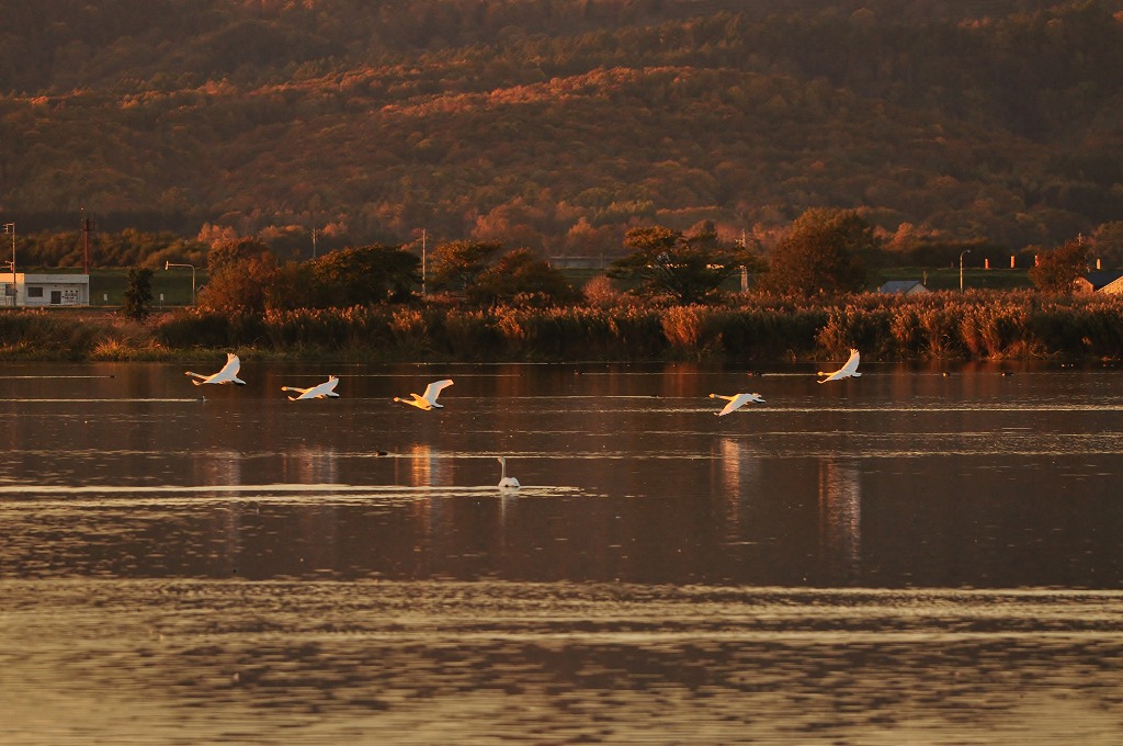 宮島沼・・・白鳥編_c0240388_1531321.jpg