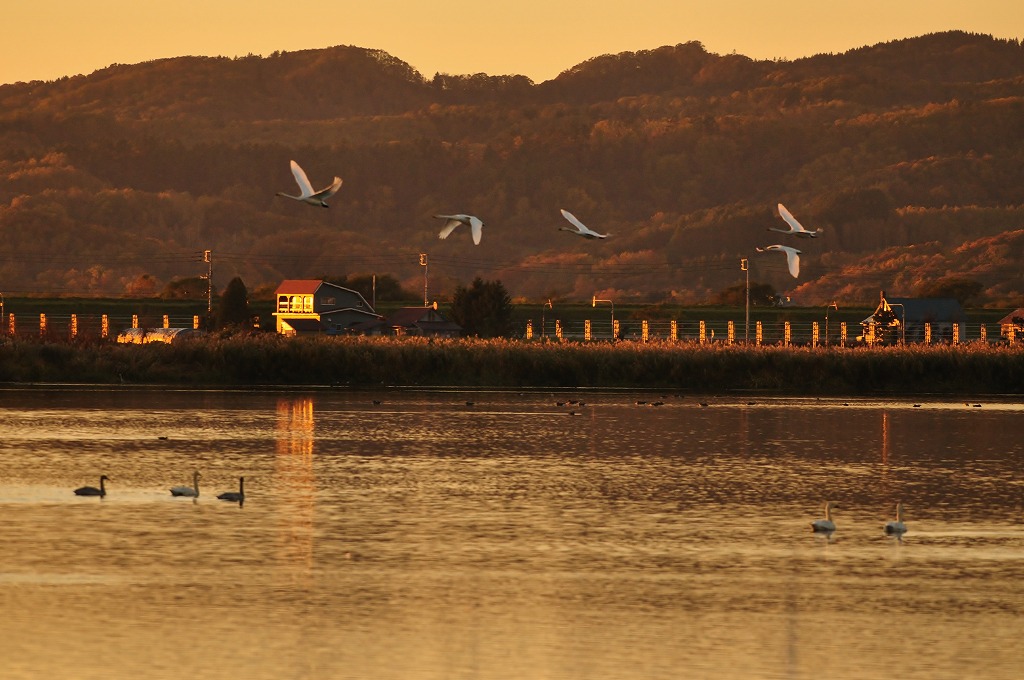 宮島沼・・・白鳥編_c0240388_15314658.jpg