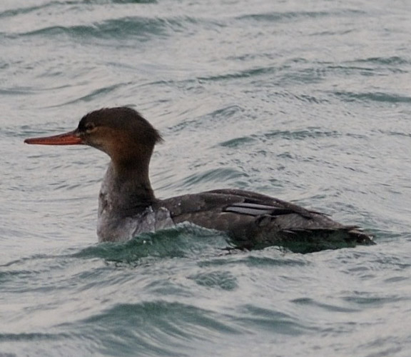 f0159390_8574847.jpg