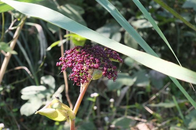 ■　秋の草花　　　14.10.21　　　（ノダケ、イヌタデ、柿）_e0070891_17362952.jpg