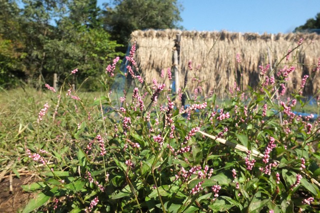 e0070891_1741121.jpg