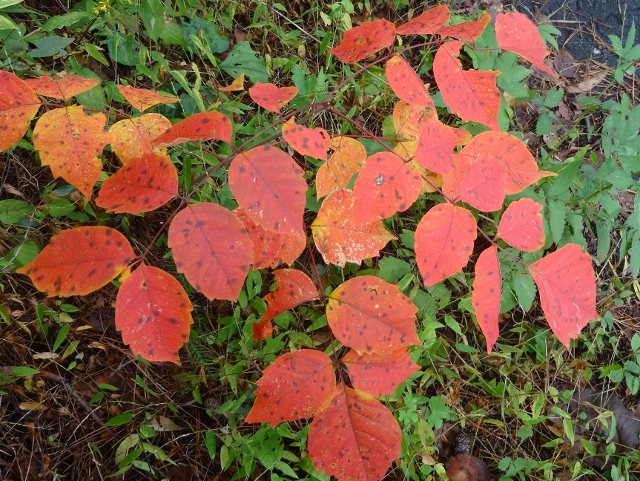 今から　北海道へ出発します_d0024504_10400079.jpg