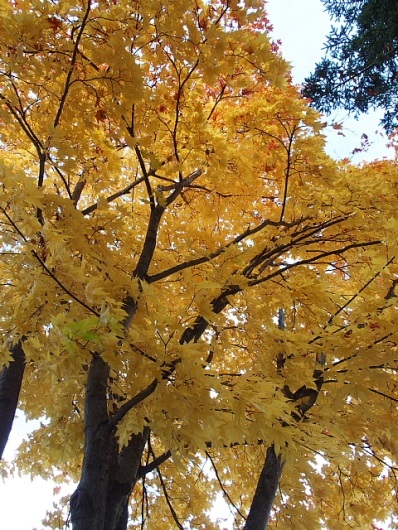 2014年10月22日（水）：上がらない気温[中標津町郷土館]_e0062415_17491091.jpg