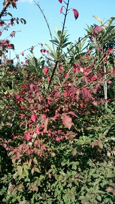 f0329515_00973.jpg