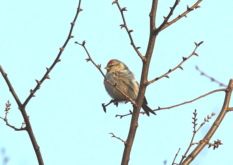 冬鳥としておもに北海道と本州北部に多く渡来 The Life Of Birds ー 野鳥つれづれ記