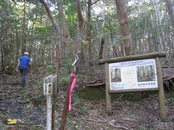 対馬へ③　　矢立山、竜良山原生林の森付近・_c0077338_623227.jpg