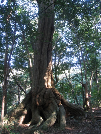 対馬へ③　　矢立山、竜良山原生林の森付近・_c0077338_63638.jpg