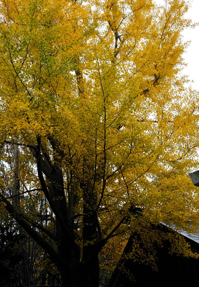 住吉神社のイチョウ　紅葉_f0236843_8494055.jpg